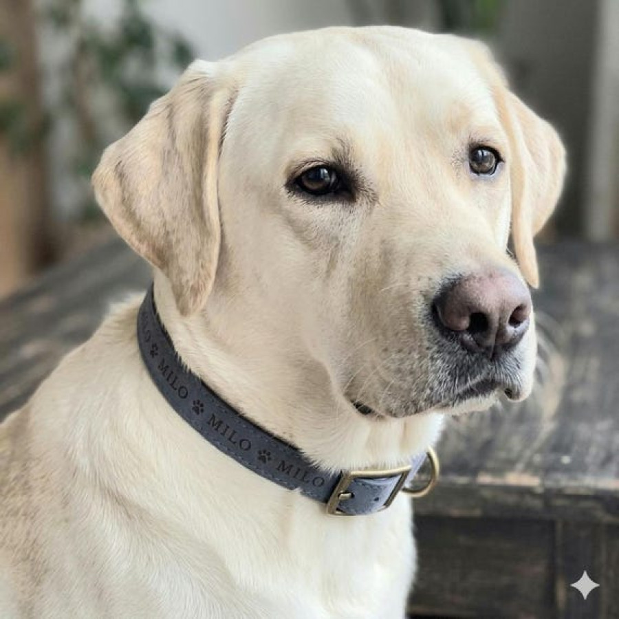 Customised Faux Leather Dog Collars | Various Sizes & Colours 8