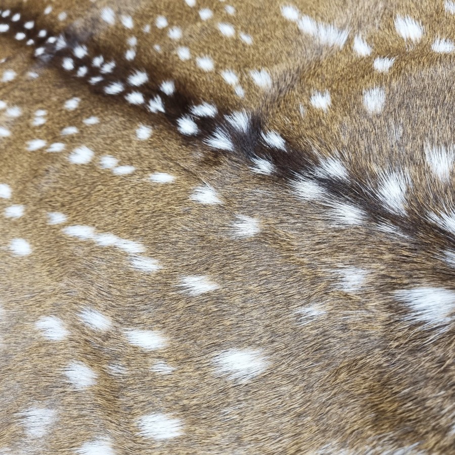 Premium Axis Deer Hide | Axis Deer Rug  | Axis Deer Throw | Axis Deer Pelt 5